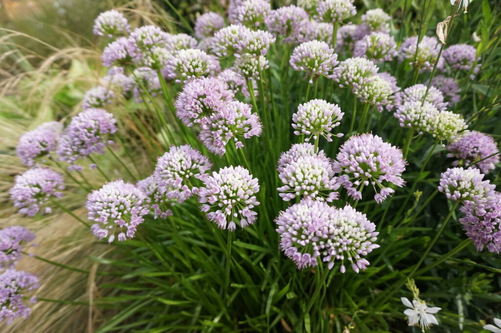 Ein Arrangement aus kugelförmigen, hellvioletten Allium-Blüten mit grünen Stielen und Blättern wächst dicht beieinander zwischen hohen Gräsern und weiteren Pflanzen - ein inspirierendes Beispiel für professionelle Gartenplanung im Münsterland.