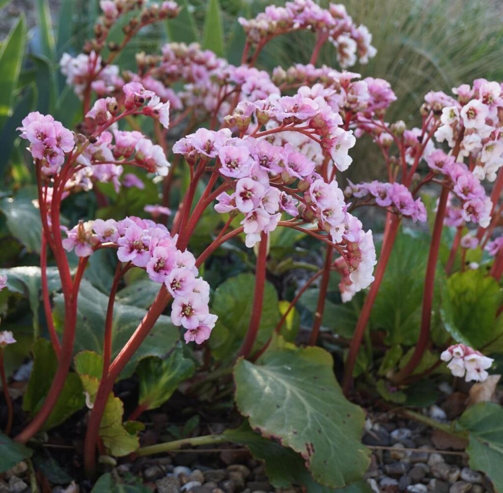 Im Rahmen einer professionellen Gartenplanung im Münsterland zeigt das Bild Büschel rosa Blüten mit langen roten Stielen und großen grünen Blättern, eingebettet zwischen kleinen Kieselsteinen und Rasen - ein Beispiel für durchdachte Pflanzplanung.