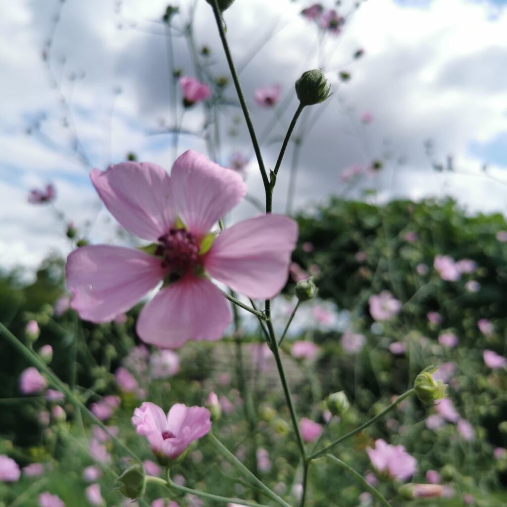Nahaufnahme zarter pinker Blüten mit filigranen grünen Stielen, im Hintergrund verschwimmen weitere Blüten, frisches Grün und ein bewölkter Himmel - ideal zur Inspiration für professionelle Gartenplanung oder individuelle Pflanzplanung im Münsterland.