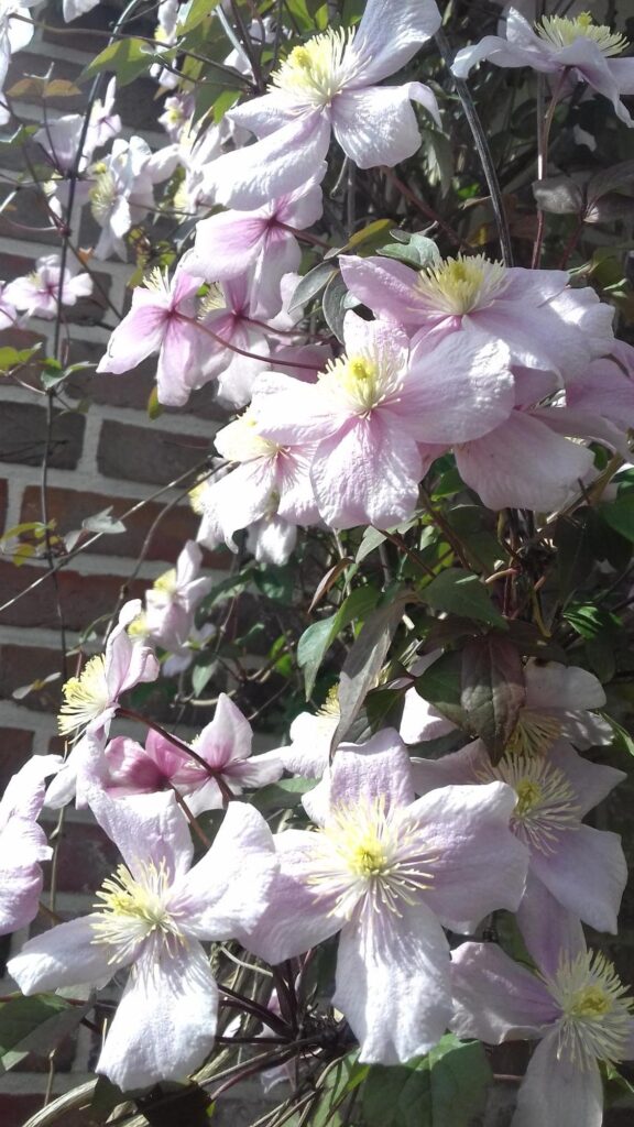 Zartrosa Clematis-Blüten mit gelben Zentren blühen vor einer Backsteinwand, umgeben von grünen Blättern und Sonnenlicht. Solche Blühpflanzen eignen sich ideal als Blickfang bei der professionellen Gartenplanung oder Pflanzplanung im Garten.