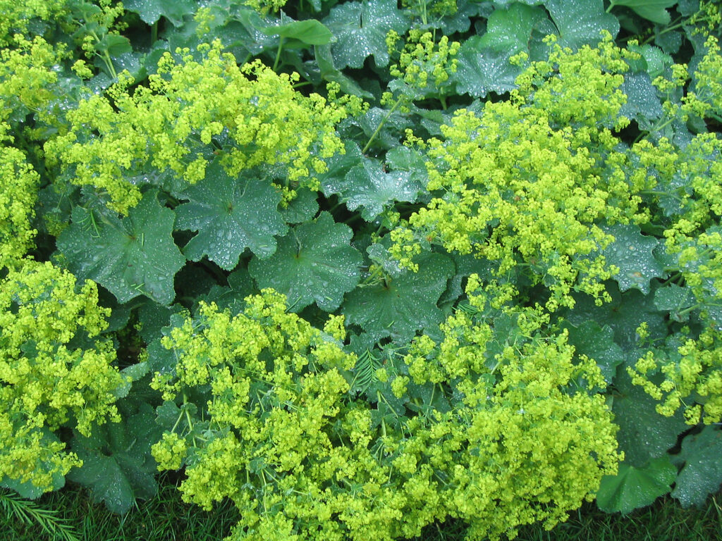 Das Bild zeigt üppige gelb-grüne Blütencluster und große, gewellte Blätter mit Tautropfen - ein inspirierendes Beispiel für eine professionelle Gartenplanung oder Pflanzplanung im Garten, ideal für Bepflanzungskonzepte in Bocholt und dem Münsterland.