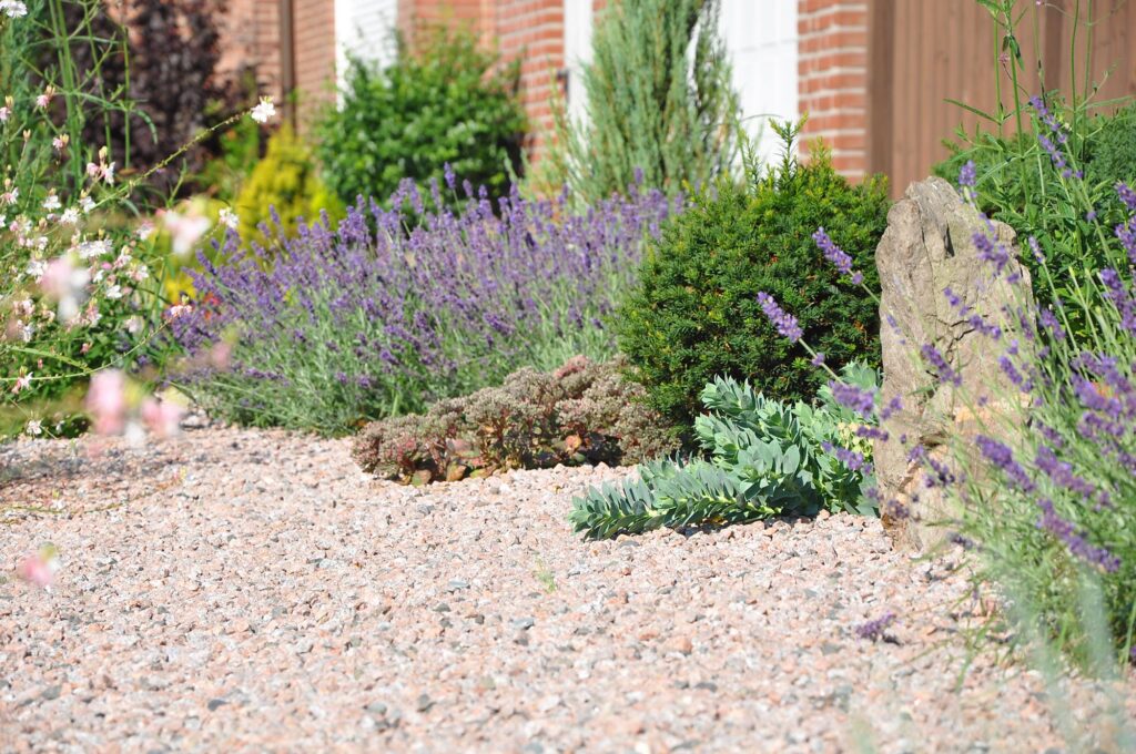 Ein modern gestalteter Kiesgarten mit Lavendel, grünen Sträuchern, Sukkulenten und einem großen Stein vor einem Haus mit Backsteinfassade und weißen Türen. Dieses Bepflanzungskonzept zeigt professionelle Gartenplanung für eine pflegeleichte Gartengestaltung im Münsterland.