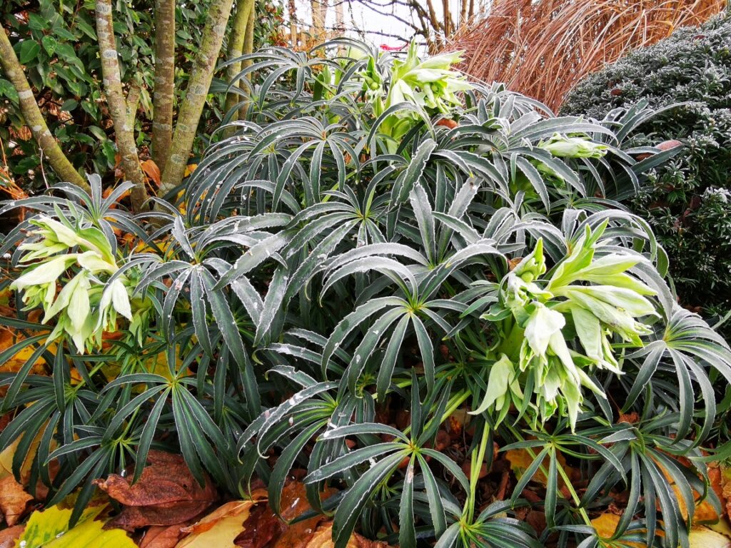 Im Garten, eingebettet zwischen herabgefallenen Herbstblättern und weiterer Bepflanzung, steht eine buschige, grüne Pflanze mit langen, schmalen Blättern und zartem Frostsaum - ein Beispiel für durchdachte Pflanzplanung im Garten.