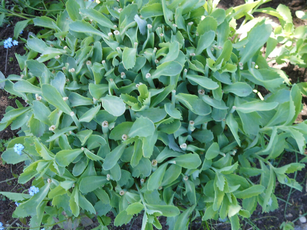 Nahaufnahme einer grünen, fleischigen Pflanze mit vielen frisch zurückgeschnittenen Stängeln und dichten Blättern in abgerundeter Anordnung, wachsend in Erde - ideal als Inspiration für professionelle Gartenplanung und individuelle Pflanzkonzepte im Münsterland.