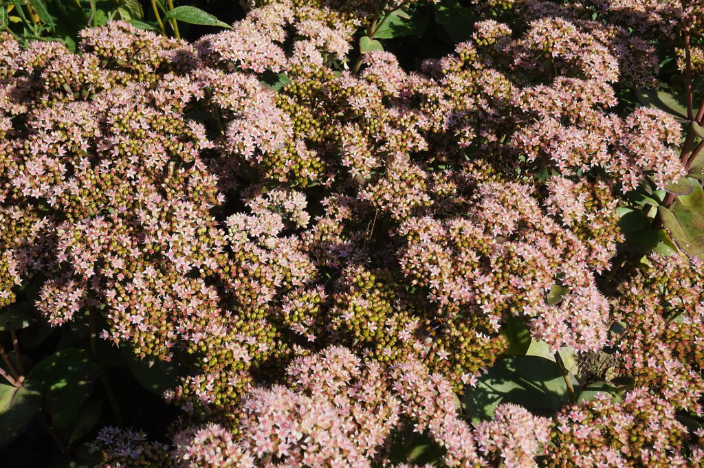 Ein dichter Blütenstand aus rosafarbenen, sternförmigen Blumen wächst im Freien zwischen grünen Blättern, teils sonnig, teils schattiert - ein inspirierendes Beispiel für professionelle Gartenplanung oder individuelle Pflanzplanung im Münsterland.