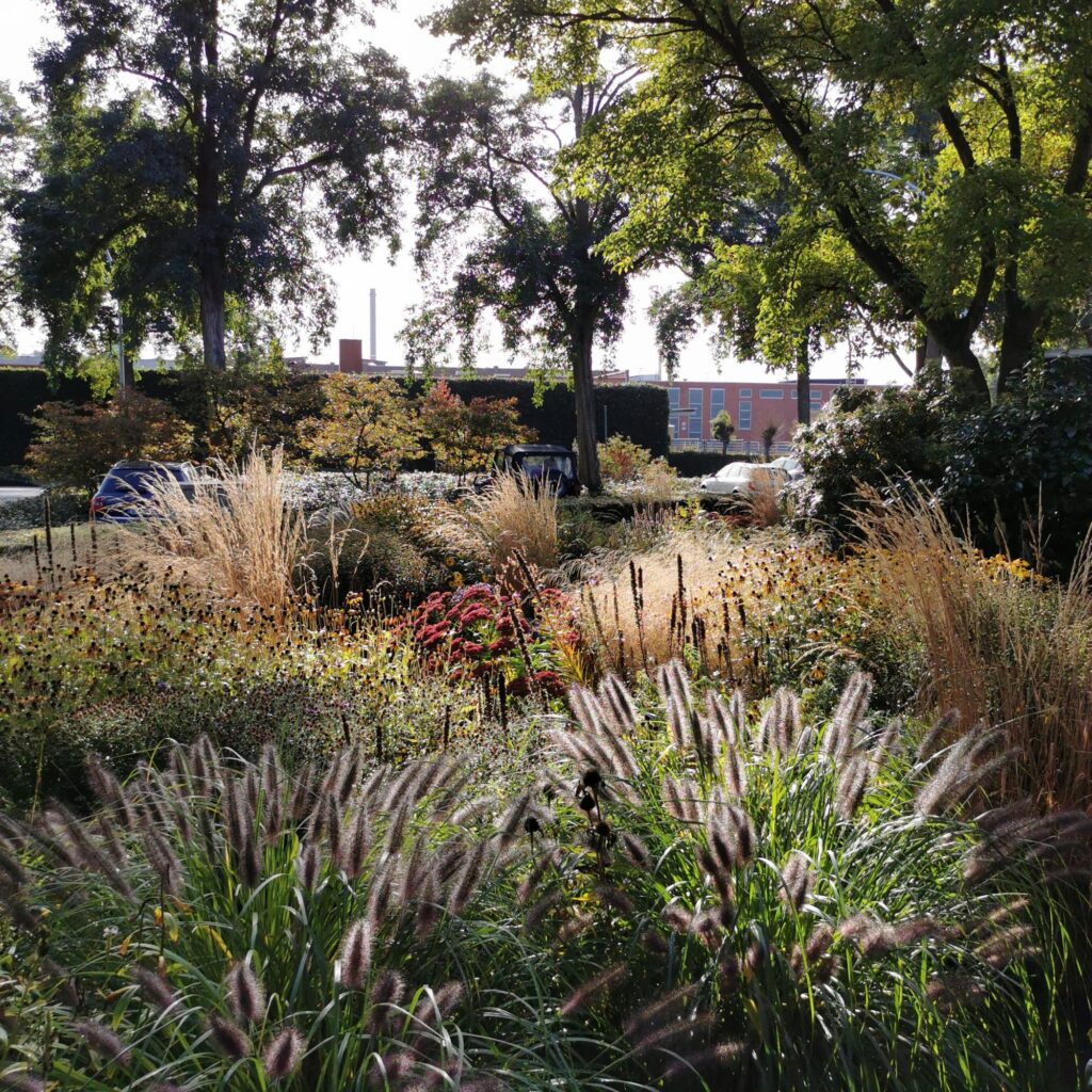 Ein sonniger Garten mit hohen Gräsern, Wildblumen und üppigen Bäumen - ein Beispiel für gelungene professionelle Gartenplanung und durchdachtes Bepflanzungskonzept im Münsterland. Im Hintergrund sind Autos und ein Backsteingebäude unter klarem Himmel zu sehen.