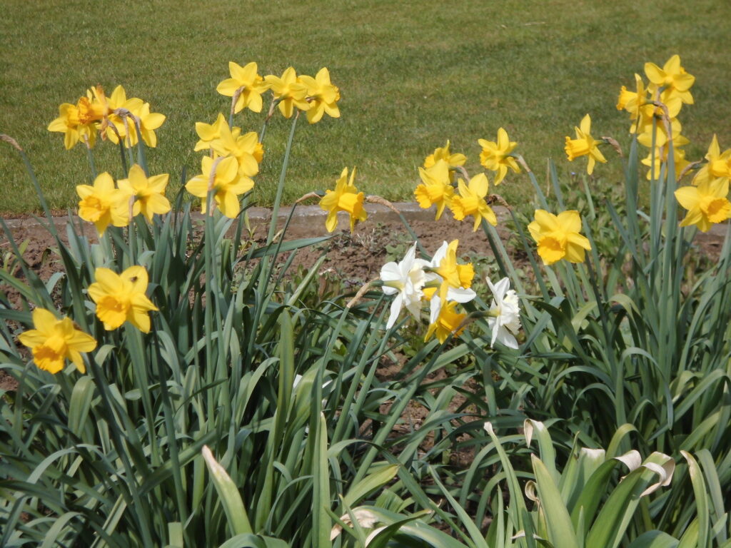 Leuchtend gelbe und einige weiße Narzissen blühen im Gartenbeet, umgeben von sattgrünen Blättern und Rasen. Ein gelungenes Beispiel für professionelle Gartenplanung oder ein individuelles Bepflanzungskonzept für Ihren Garten in Bocholt, Kreis Borken oder Münsterland.
