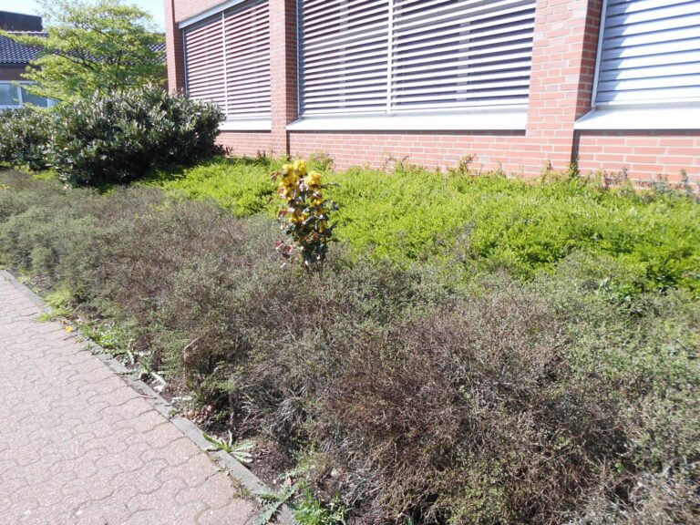 Vorherbild: FIRMENGARTEN - Klinikum Westmünsterland | Pflanzkonzept