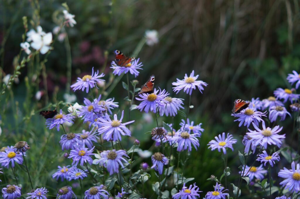 Lila Gänseblümchen blühen in einem Garten, auf dessen Blüten drei Schmetterlinge sitzen. Unscharfes Grün und weitere Blumen im Hintergrund unterstreichen die natürliche Atmosphäre - ideal als Inspiration für Ihre professionelle Gartenplanung im Münsterland.
