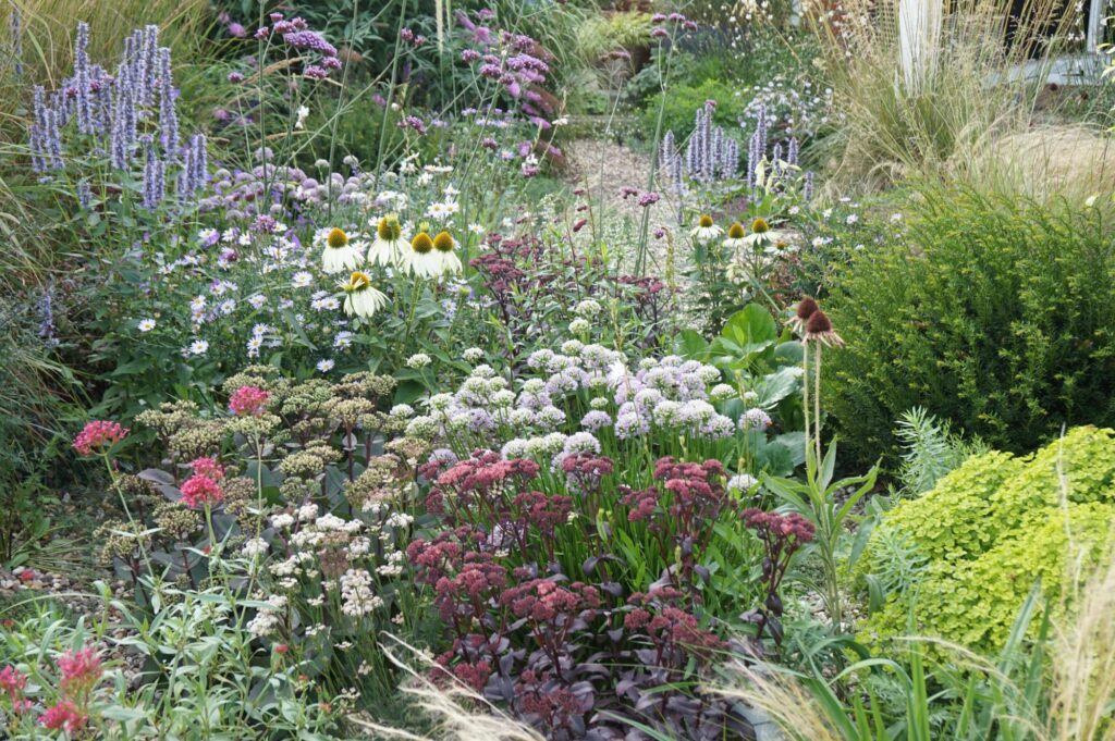 Ein liebevoll gestalteter Garten mit weißem Sonnenhut, violetten und pinken Blüten, frischem Grün und Ziergräsern neben einem geschwungenen Kiesweg - ein inspirierendes Beispiel für professionelle Gartenplanung oder Pflanzplanung im Münsterland.