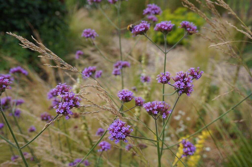 Zur Inspiration für professionelle Gartenplanung: Lila Wildblumen mit kleinen, dichten Blütenständen gedeihen zwischen hohen, filigranen Gräsern. Der unscharfe Hintergrund betont die Pflanzen - ideal für ein Bepflanzungskonzept im Garten.