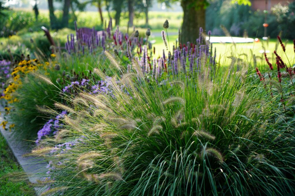 Ein lebendiges Gartenbeet mit hohen Ziergräsern und farbenfrohen Blühpflanzen in Lila- und Gelbtönen, von Sonnenlicht durchflutet - das ideale Beispiel für professionelle Gartenplanung oder individuelle Pflanzplanung im Münsterland.