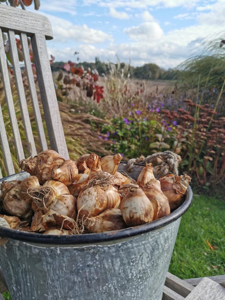 Im Rahmen einer professionellen Gartenplanung steht ein verzinkter Metalleimer mit Blumenzwiebeln auf einem Holzstuhl im Freien. Im Hintergrund sind bepflanzter Garten, Blumenpracht und blauer Himmel zu sehen - Inspiration für Ihre individuelle Pflanzplanung im Münsterland, z.B. in Bocholt oder Kreis Borken.