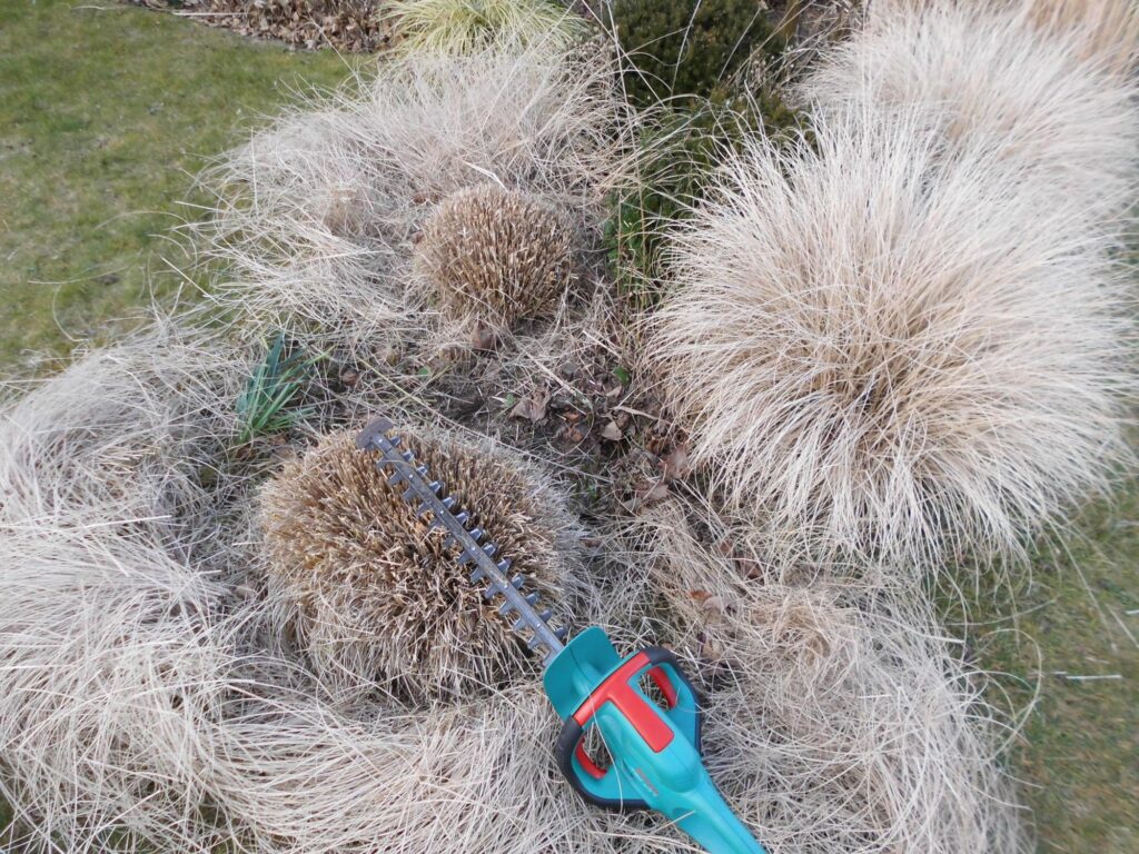 Nahaufnahme von trockenen Ziergräsern in einem Garten, die fachgerecht mit einer elektrischen Heckenschere auf den Rückschnitt vorbereitet werden - ein wichtiger Schritt bei der professionellen Gartenplanung und Pflanzplanung im Münsterland.