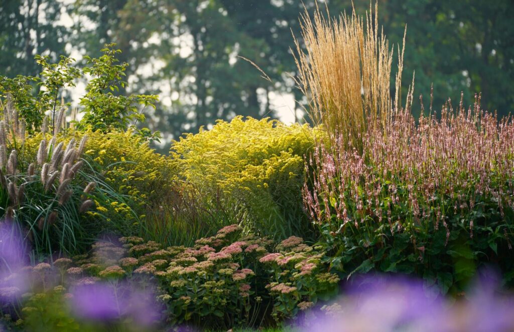 Entdecken Sie ein inspirierendes Beispiel für professionelle Gartenplanung: Ein farbenfroher Garten mit hohen Ziergräsern, rosa und gelb blühenden Stauden sowie üppigem Grün unter sanftem Sonnenlicht - ideal für Ihr individuelles Bepflanzungskonzept.