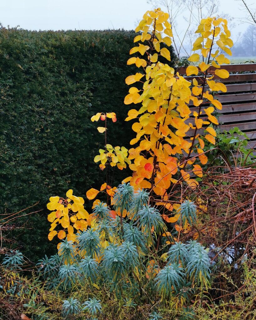 Leuchtend gelbe und orangefarbene Herbstblätter ragen vor einer grünen Hecke empor. Davor sorgt ein Büschel aus blaugrauem, spitzem Laub für Struktur. Im Hintergrund ist ein Holzzaun zu sehen - Inspiration für die professionelle Gartenplanung oder ein individuelles Bepflanzungskonzept im Münsterland, etwa in Bocholt oder Kreis Borken.