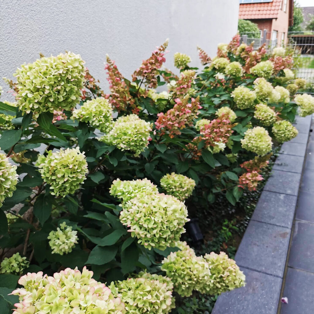 Entlang eines gepflasterten Weges an einer hellen Hauswand verläuft eine Reihe von Hortensien mit zarten, grün-rosafarbenen Blüten - ein Beispiel für durchdachte Pflanzplanung und professionelle Gartenplanung im Münsterland, Bocholt oder Kreis Borken.