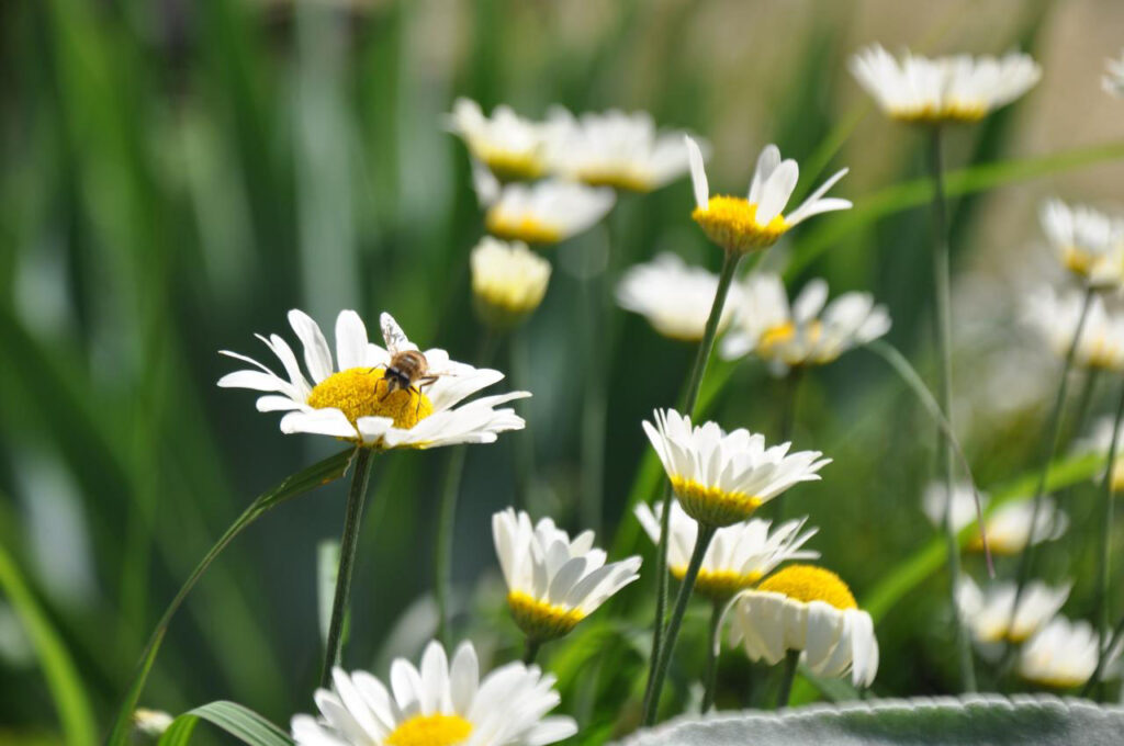 Detailreiche Nahaufnahme einer Biene auf dem gelben Blütenzentrum einer weißen Margerite, umgeben von weiteren blühenden Margeriten und grünem Laub - Inspiration für Ihren bepflanzungsplan garten in Bocholt, Kreis Borken oder im Münsterland.