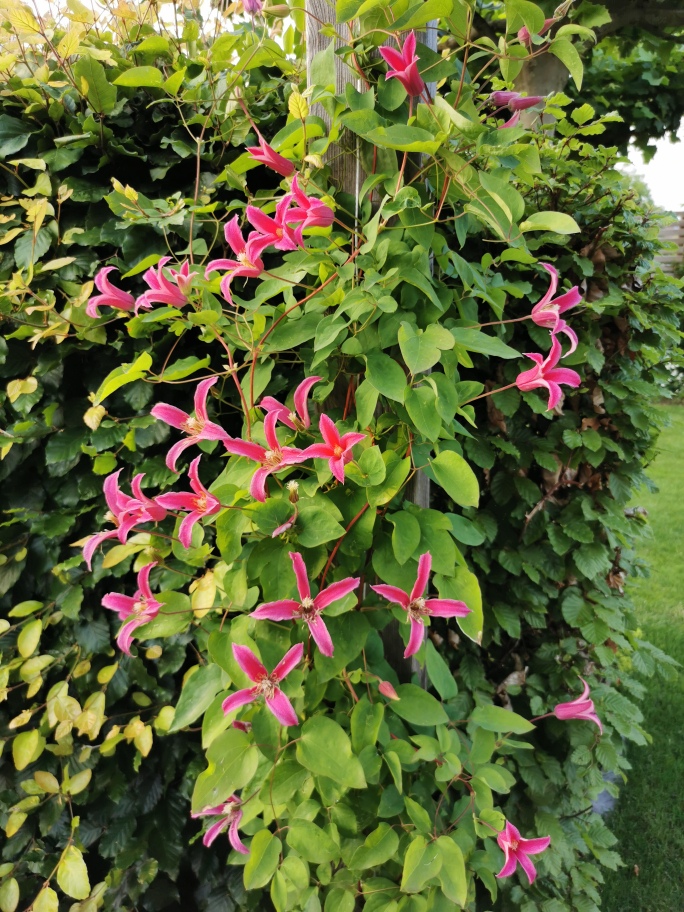 Leuchtend pinke Clematis mit sternförmigen Blüten ranken an einem grünen Spalier vor üppig bepflanztem Hintergrund - ein inspirierendes Beispiel, wie professionelle Gartenplanung und durchdachte Pflanzplanung Gärten im Münsterland verschönern kann.