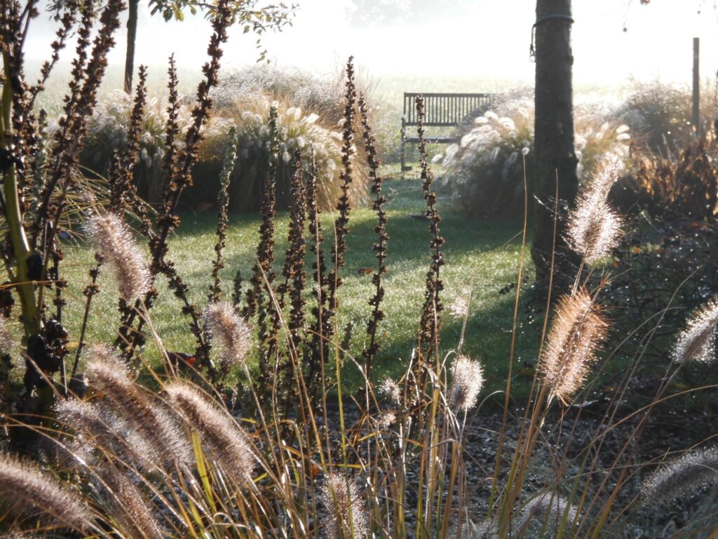 Im Vordergrund schimmern hohe Ziergräser im Morgentau - ideal für ein modernes Bepflanzungskonzept Garten. Sonnenstrahlen erhellen eine Holzbank im Hintergrund und zeigen, wie professionelle Gartenplanung in Bocholt, Kreis Borken & Münsterland wirkt.
