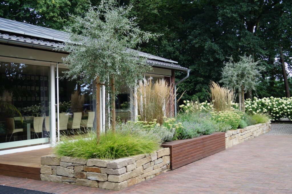 Vor einer modernen Fassade mit großen Glasfenstern sind erhöhte Steinbeete arrangiert, die mit Ziergräsern, kleinen Bäumen und vielfältigen grünen Pflanzen bepflanzt sind - ein Beispiel für professionelle Gartenplanung und Pflanzplanung im Münsterland.