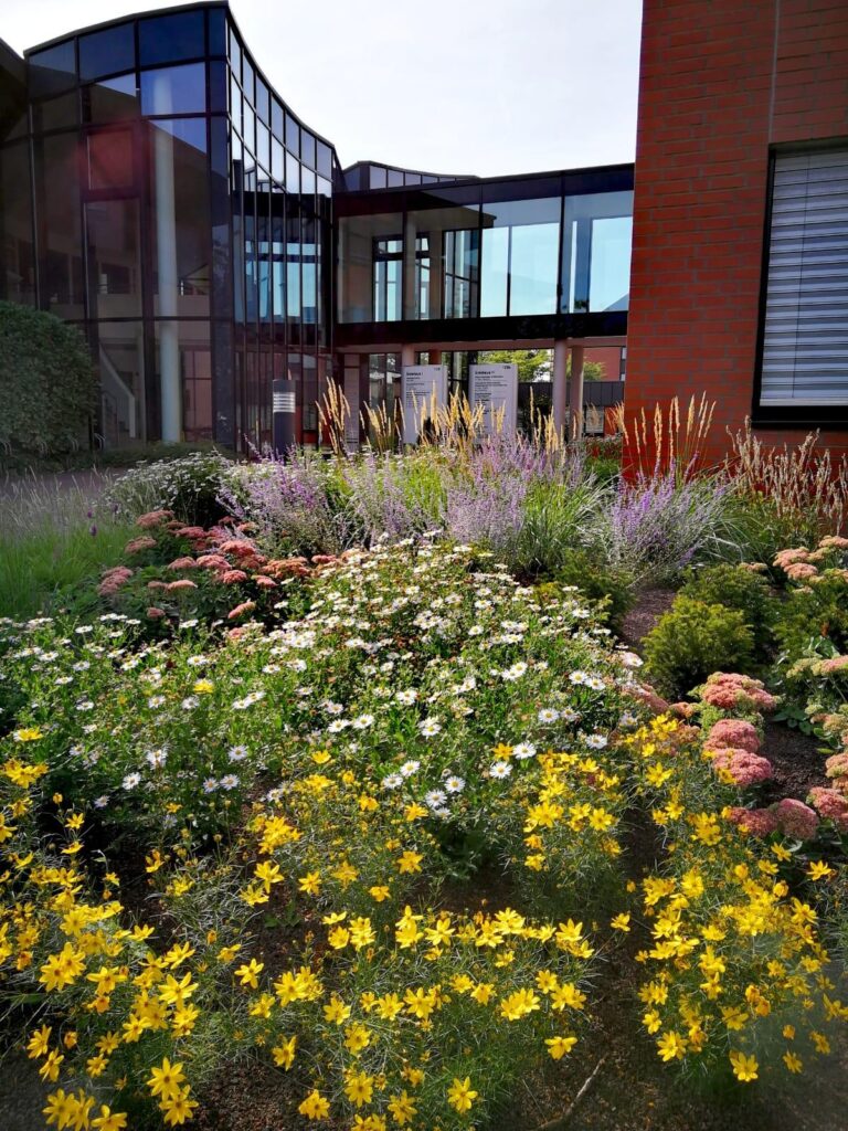 Hinter einer modernen Architektur mit großen Glasflächen und Skywalk entfaltet sich ein farbenfroher Garten voller blühender gelber, weißer und pinker Blumen sowie Ziergräser - ein Beispiel für professionelle Gartenplanung im Münsterland.