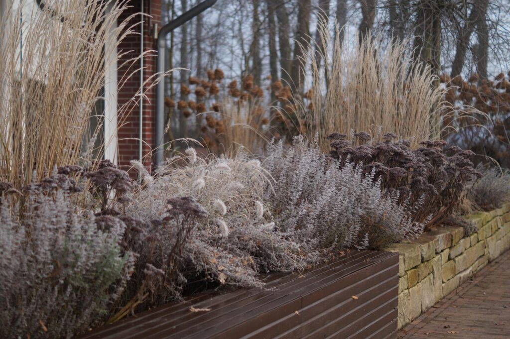 Ein modern gestaltetes Hochbeet zeigt eine Vielfalt aus trockenen, braunen und silbrigen Ziergräsern vor einer gemauerten Wand mit Steinbordüre. Im Hintergrund stehen blattlose Bäume. Inspiration für professionelle Gartenplanung im Münsterland.