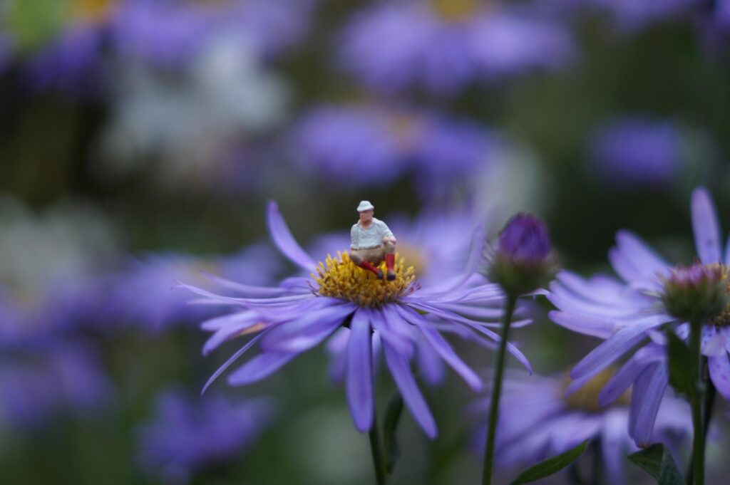 Eine kleine Figur mit weißem Hut und Hemd sitzt auf dem gelben Zentrum einer lila Blüte, umgeben von weiteren unscharfen lila Blumen - inspirierend für professionelle Gartenplanung und Pflanzkonzepte im Garten, besonders im Münsterland oder Kreis Borken.