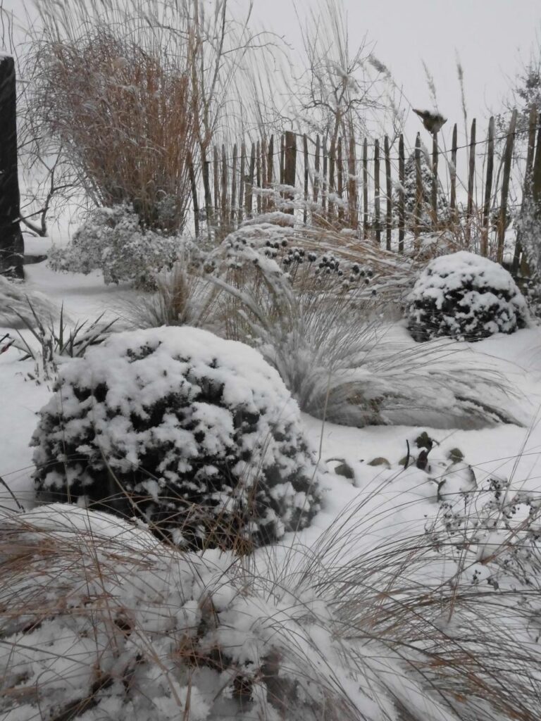 Winterlicher Garten mit schneebedeckten Sträuchern, Gräsern und Büschen, hinter denen ein rustikaler Holzzaun steht. Frostige Pflanzen zeigen, wie professionelle Gartenplanung und Pflanzplanung auch im Münsterland wirkungsvoll sein kann.