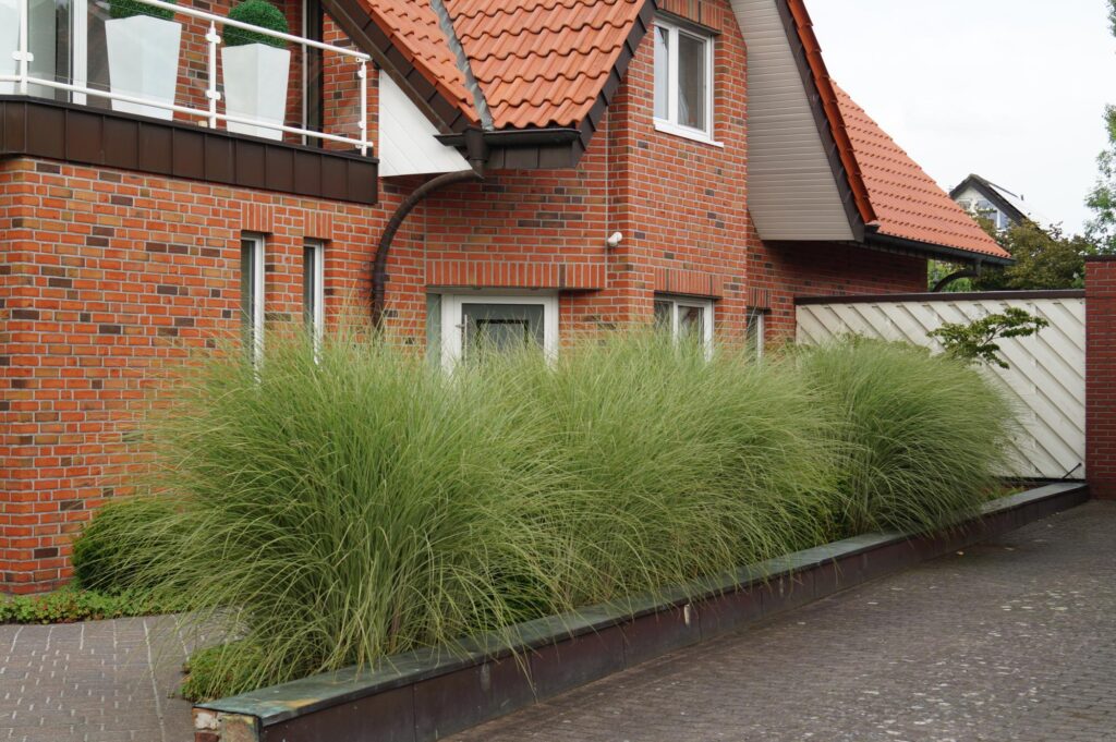 Zierendgräser wachsen in einem bepflanzten Hochbeet vor einem Backsteinhaus mit weißen Sprossenfenstern und rotem Ziegeldach - ein gelungenes Beispiel für professionelle Gartenplanung im Münsterland, Bocholt oder Kreis Borken. Rechte Einfahrt und weißes Tor.