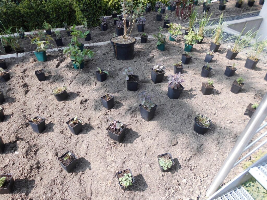 In einem Gartenbeet auf nackter Erde stehen kleine schwarze Töpfe mit Jungpflanzen, ordentlich in Reihen angeordnet - ideal für die professionelle Gartenplanung oder individuelle Pflanzplanung im Münsterland, z.B. in Bocholt und Kreis Borken.