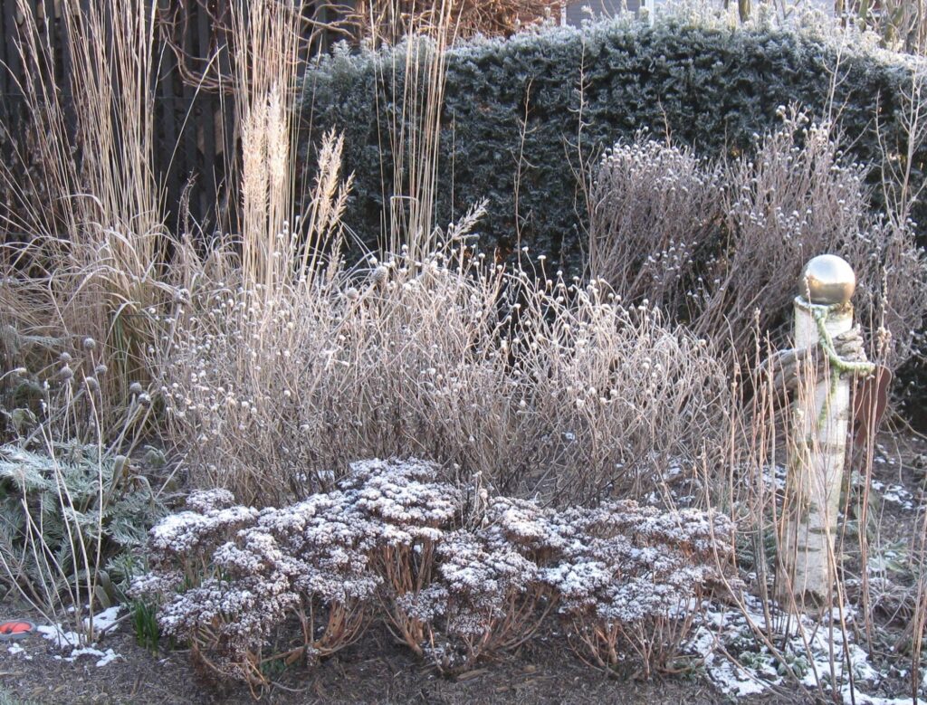Frostüberzogener Garten mit getrockneten Pflanzen und Gräsern, ideal zur Inspiration für professionelle Gartenplanung oder Pflanzplanung im Münsterland, Bocholt oder Kreis Borken. Rechts glänzt eine silberne Kugel auf einem Steinsockel.