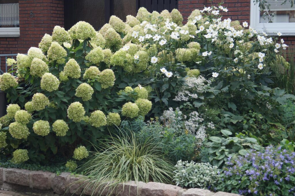 Individuelle Gartenplanung in Bocholt, Kreis Borken und Münsterland: Ein gepflegtes Gartenbeet mit großen, zartgrünen Hortensien, hohen weißen Blüten, Ziergräsern und vielfältiger Bepflanzung am Steinrand vor einem Backsteingebäude.