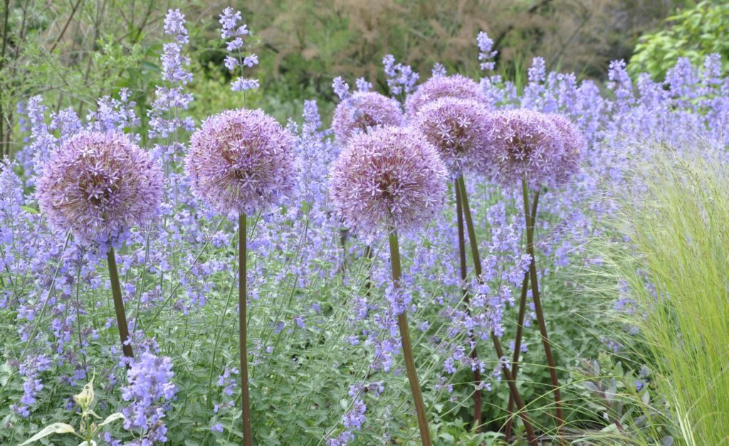 Lila Alliumblüten mit runden, auffälligen Köpfen erheben sich über zartbunte Katzenminze und grünem Laub in einem üppigen Garten. Solche Kombinationen eignen sich ideal für eine professionelle Gartenplanung oder ein individuelles Bepflanzungskonzept.